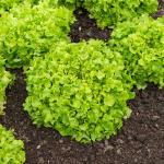 Potagères - Laitue à Couper Feuille de Chêne Blonde à Graine Noire  - face recto